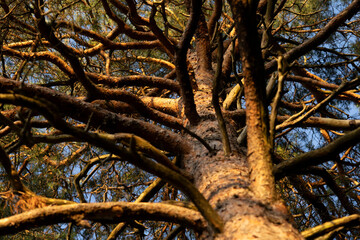 A beautiful sunny forest landscape with pine trees. A summer scenery of woodlands ir Latvia, Europe.