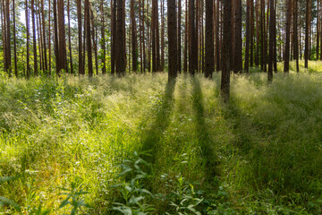 A beautiful sunny forest landscape with pine trees. A summer scenery of woodlands ir Latvia, Europe.