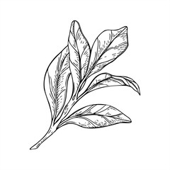 Citrus branch with leaves monochrome vector illustration painted by black inks. Etching drawing of lemon, tangerine or orange plant for gourmet food label, restaurant menu, home decor print