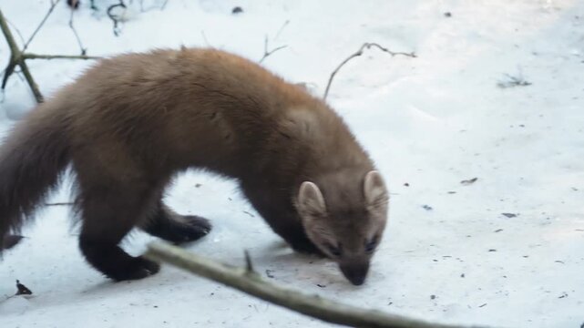 American marten scavenging on the snow