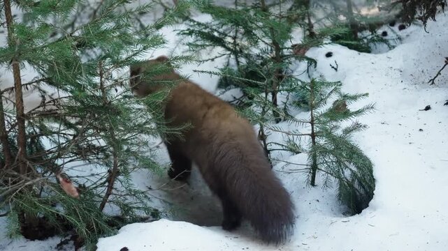 American marten sniffing around on the snow