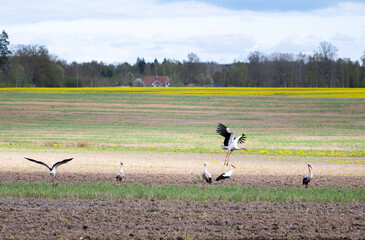 Storks interacting across layered farmland