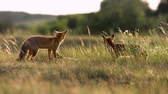 Family of foxes flaying in the grass, slow motion