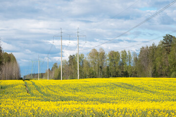 Power Lines Crossing Bright Latvian Rapeseed Field