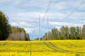 Electric Towers Rising Over Latvian Rapeseed Landscape