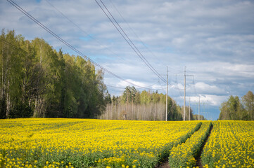 Rapeseed Rows Leading Toward Latvian Power Lines