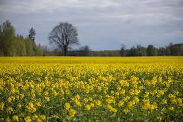 Yellow Rapeseed Field Under Spring Sky in Latvia