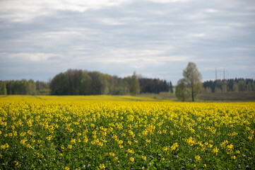 Wide Rapeseed Field Under Clouded Latvian Sky