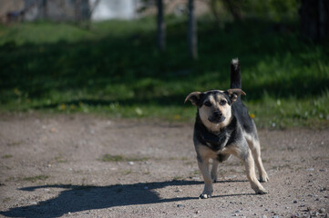 Village Dog Standing on Rural Road