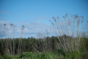 Tall Dry Meadow Stems Against Blue Sky