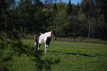 Brown and white horse grazing in Latvian countryside meadow