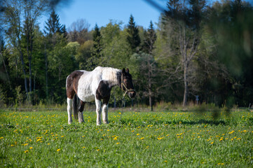 Brown White Horse in Spring Meadow