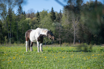 Grazing Horse in Sunlit Latvian Meadow
