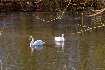 Swans in the Loing river. French Gatinais Regional Nature Park