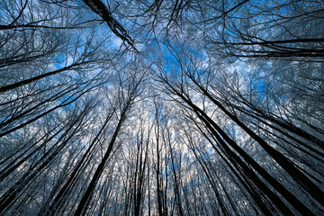 Fototapety na wymiar - Fototapeta24.pl