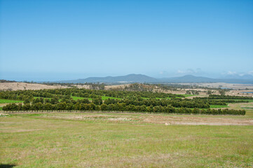Coastal Tasmania farm with structured grape rows and open pasture, suited for sustainable agriculture topics, wine industry reports and travel marketing.