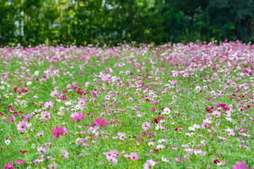 広大な花畑に咲くピンクと白のコスモスと緑の背景