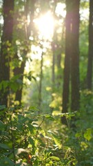 Sunlight filtering through a lush forest