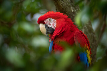 Fototapeta premium Portrait of a Beautiful Red Scarlet Macaw Parrot Perched on a Tree Branch in a Tropical Jungle