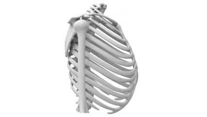 Human Rib Cage and Shoulder Bone Anatomy Side View 3D Render thoracic cage ribs