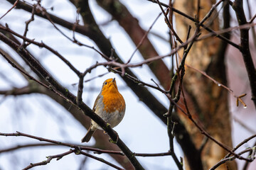 Looking up at a robin perched on a bare tree branch, with a shallow depth of field