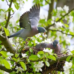 Two doves in a blooming tree