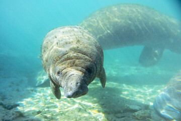 Florida manatees (Trichechus manatus latirostris) in Crystal River. Camera dipped from kayak while taking care not to disturb these protected mammals. Please follow all state/federal protection laws.
