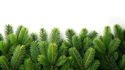 Evergreen fir tree branches, a festive border, showcasing the lush green needles of a coniferous plant, perfect for holiday decor inspiration