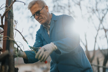 An experienced worker in blue overalls and gloves fixes a wooden fence outdoors, using pruning...