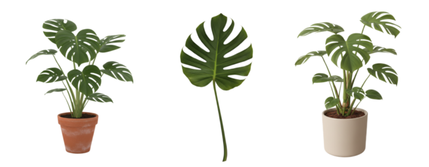 Monstera Deliciosa Plant and Leaf PNG Set, Three Isolated Botanical Elements
