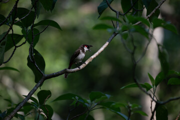 A detailed red whiskered bulbul perched on a bare, sun dappled tree branch, against a vibrant, soft focus background of lush green leaves.