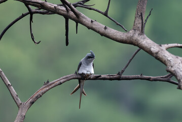 A stunning, high resolution crested Treeswift perched in profile on a dark, textured tree branch. The background is a beautifully soft, luminous wash of pale green.