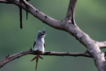 A stunning, high resolution crested Treeswift perched in profile on a dark, textured tree branch. The background is a beautifully soft, luminous wash of pale green.