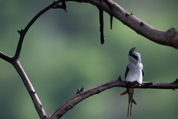 A stunning, high resolution crested Treeswift perched in profile on a dark, textured tree branch. The background is a beautifully soft, luminous wash of pale green.