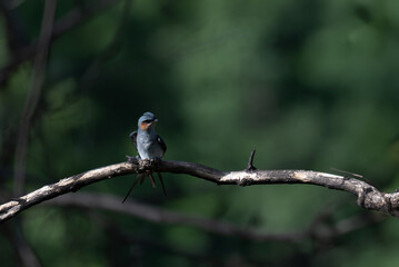 A stunning, high resolution crested Treeswift perched in profile on a dark, textured tree branch. The background is a beautifully soft, luminous wash of pale green.