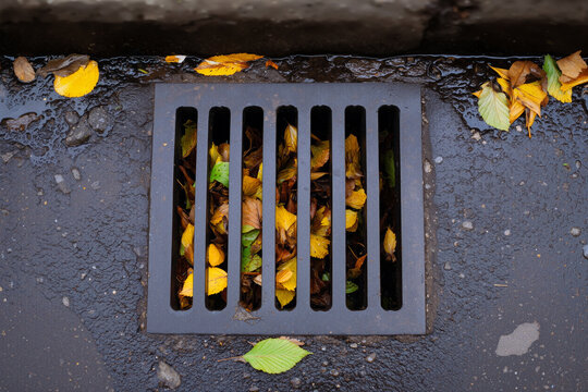 Autumn leaves clogging storm drain on wet asphalt street