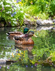 Two ducks on a pond with flowers