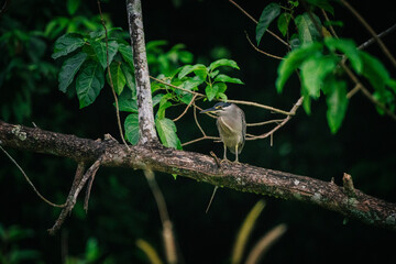 A little heron perched on a branch in a dark forest, surrounded by lush green foliage. The bird is facing the viewer, with a focused expression.