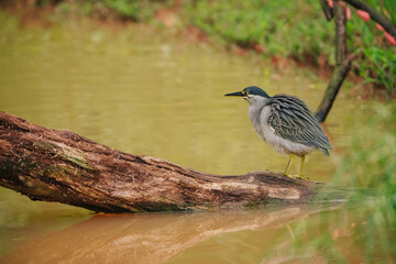 A grey little heron stands on a weathered log in a murky, shallow wetland. The bird is alert, looking out over the water. Reflections of the trees and sky are visible in the water.