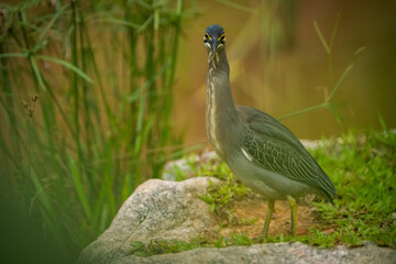 A dark-colored little heron stands on a rocky bank amidst lush greenery. The bird is sharply focused, with a detailed texture, and a shallow depth of field creates a blurred background.