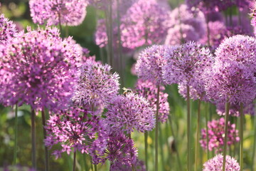 Obraz premium Blooming velvet violet allium flowers and yarrow on evening day in the garden .Selective focus .