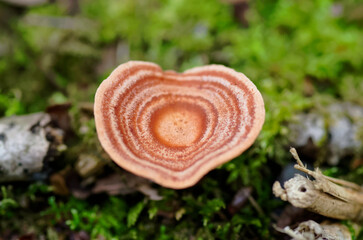 ニオイワチチタケ