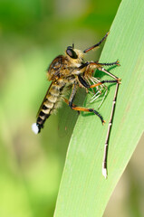 モノサシトンボを捕食するシオヤアブ