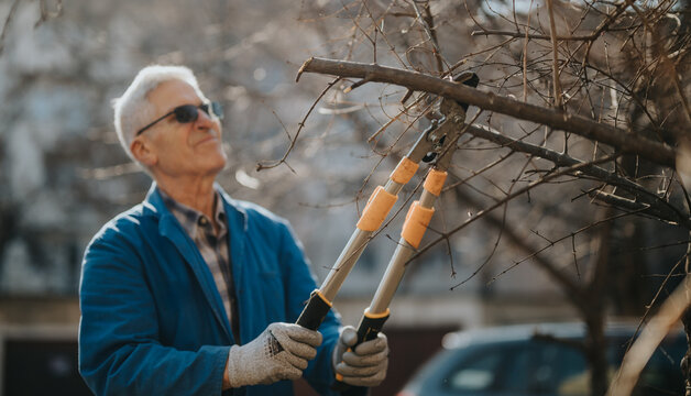 An elderly man in a blue jacket prunes bare branches with long-handled pruners in a sunlit backyard, showcasing focus, care, and a calm moment of outdoor gardening.