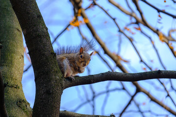 Autumn at Parco Sempione, Milan: a squirrel