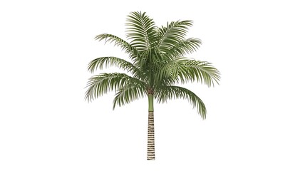 Obraz premium Isolated palm tree on white background