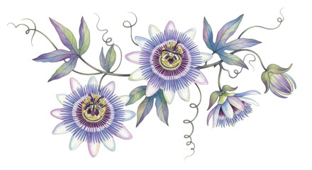 Purple and white passion flowers with green leaves on black