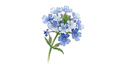 Watercolor blue verbena flowers on black background
