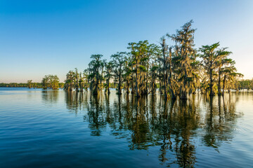 Lake Martin at Cypress Island Preserve, Cypress swamp scenic landscape with reflections, Breaux Bridge near Lafayette, Louisiana
