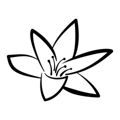 black and white lily